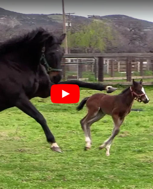 The Joy of a Mother Teaching Her Sassy Foal to Run Free in the Field